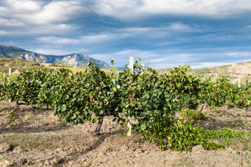Fototapeta na wymiar vineyard of winery farm Alushta in mountain valley