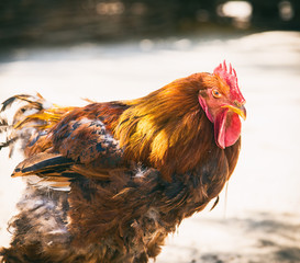 brown cock on a summer day
