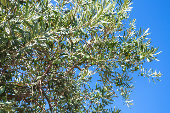 branch of olive tree and blue sky in Crimea