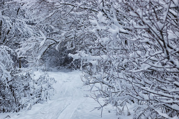 Obraz premium winter forest covered snow
