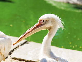 portrait of a white pelican on a pond on a summer day