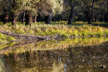 Autumn landscape. Composition of nature.