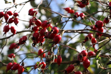 Hagebutten (Rosa canina - Hunds-Rose)