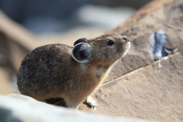 Pika Glacier NP Montana USA © Frank Fichtmüller