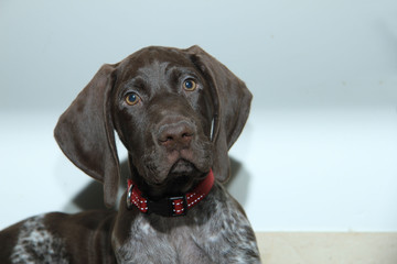 German Shorthaired Pointer puppy