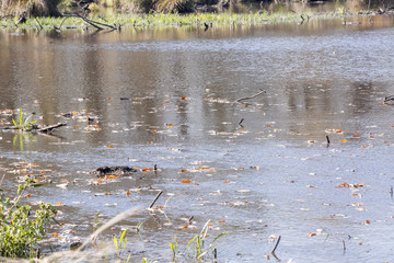 Autumn landscape. Composition of nature.