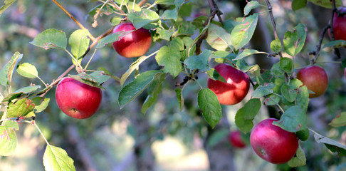 ripe apples in orchard ready for harvesting