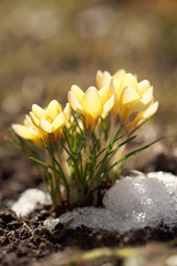 Crocuses - spring flowers grow in the garden. The yellow primroses rose from under the snow in the flowerbed.