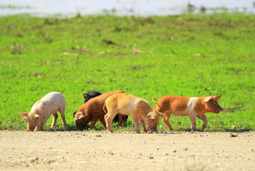 Fototapeta premium Piglets