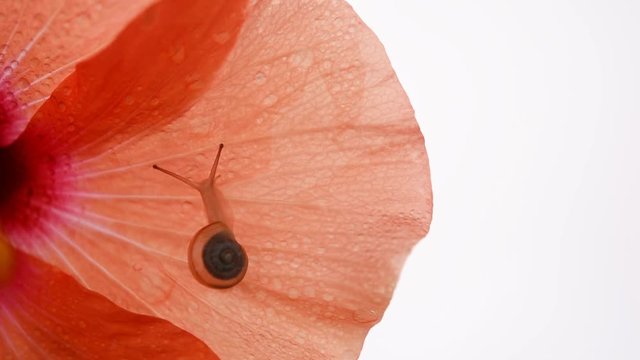 カタツムリ　水滴

　