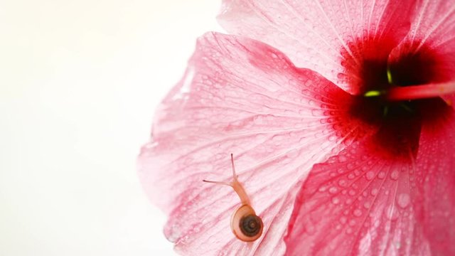 カタツムリ　水滴

　