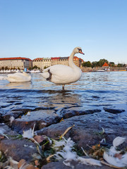 Mute swan stands near river edge in Prague, with one leg cocked and feathers scattered on...