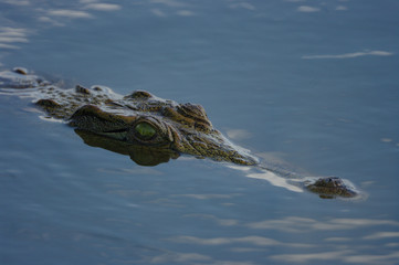 Crcodile,  lurking face above water with green eye