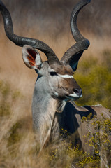 Kudu bull portrait