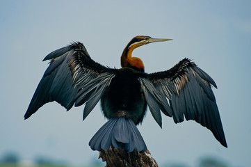 African Darter