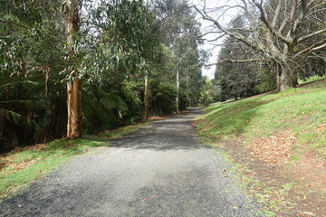 Fototapeta premium Forest Trail
