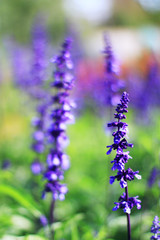 Field of Lavender flower in the garden