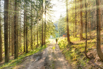 Man on road in the green forest