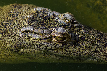 Young crocodile face markings