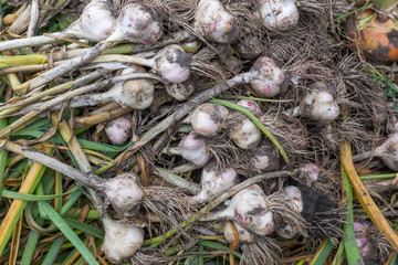 Top view on the fresh garlick crops gathered at the organic household. Authentic farm series.