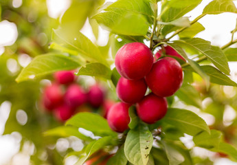 Cherry plum growing on a tree. Background with place for copy. Authentic farm series.