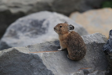 Pika Glacier NP Montana USA © Frank Fichtmüller