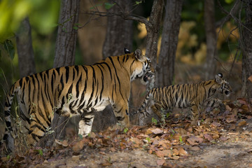 Obraz na płótnie Canvas Tigerin mit Jungen