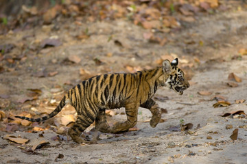 Fototapeta na wymiar Junger Tiger kommet aus dem Dschungel