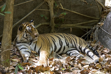 Obraz premium Tiger liegt im Schatten