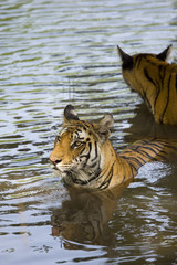 Fototapeta na wymiar Tiger kuehlt sich im Wasser ab