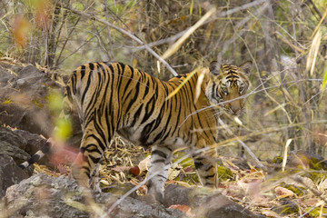Junger Tiger streift durch den Dschungel