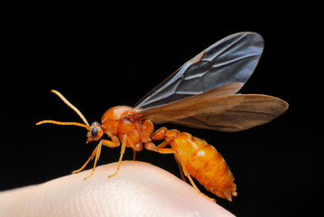 wings