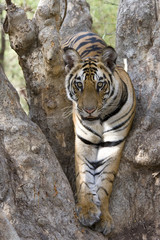 Junger Tiger sitzt im Baum