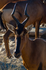 Red hartebeest portrait