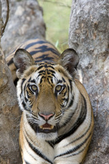 Tiger Portraet