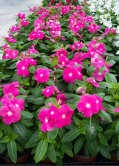 Impatiens or jewelweed