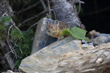 Pika Glacier NP Montana USA © Frank Fichtmüller