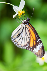 竹富島の蝶