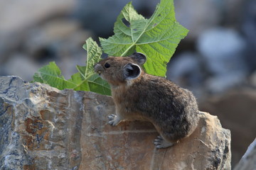 Pika Glacier NP Montana USA