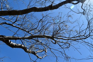 tree