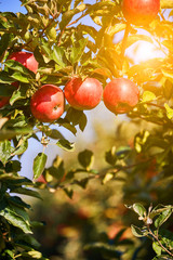 Apple Orchard