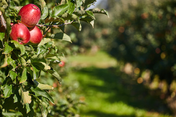 Apple Orchard