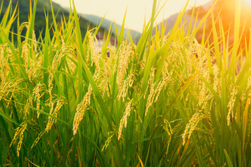 Japanese Rice Field 