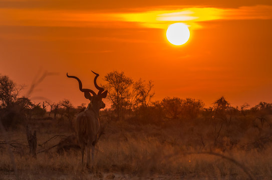 Kudu sunset, KNP