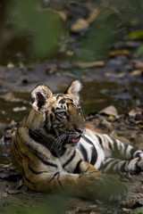Junger Tiger liegt im Flussbett