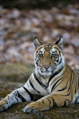 Tiger liegt auf einem Felsen