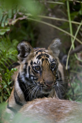 Junger Tiger frisst an einem Sambahirsch