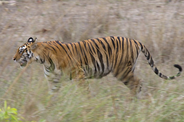 Fototapeta na wymiar Tiger durchstreift das Grasland