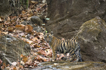 Junger Tiger steht auf einem Felsen
