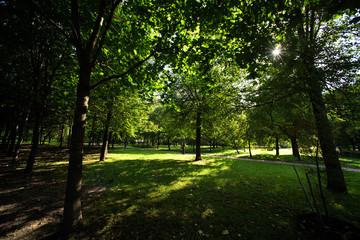 The sun shines through the trees in the park